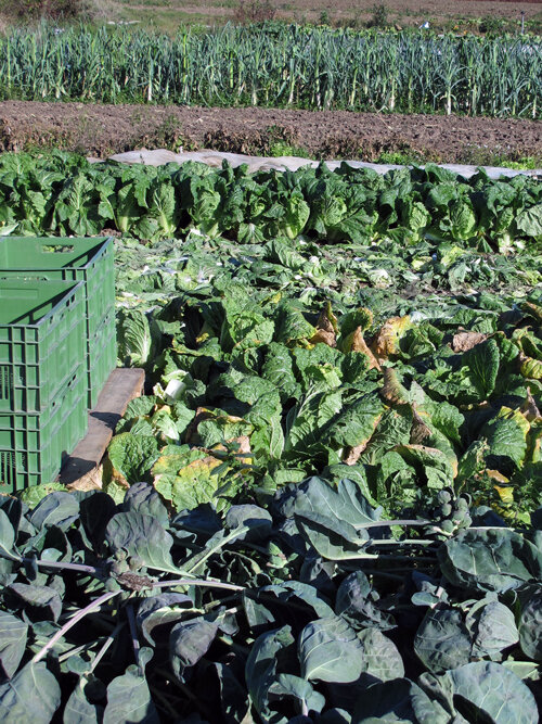 Gemüsefeld im Herbst mit Kohlreihen, dahinter Lauch, vorne grüne Erntekisten