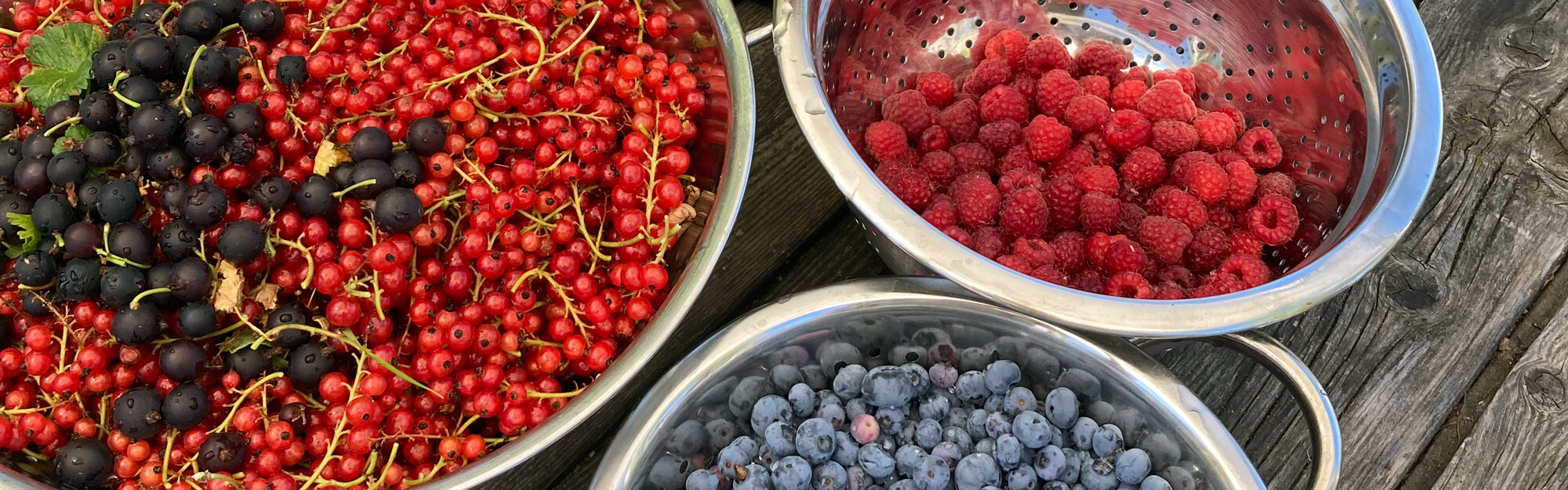 Frisch geerntete Johannisbeeren, Himbeeren und Heidelbeeren in Metallschüsseln