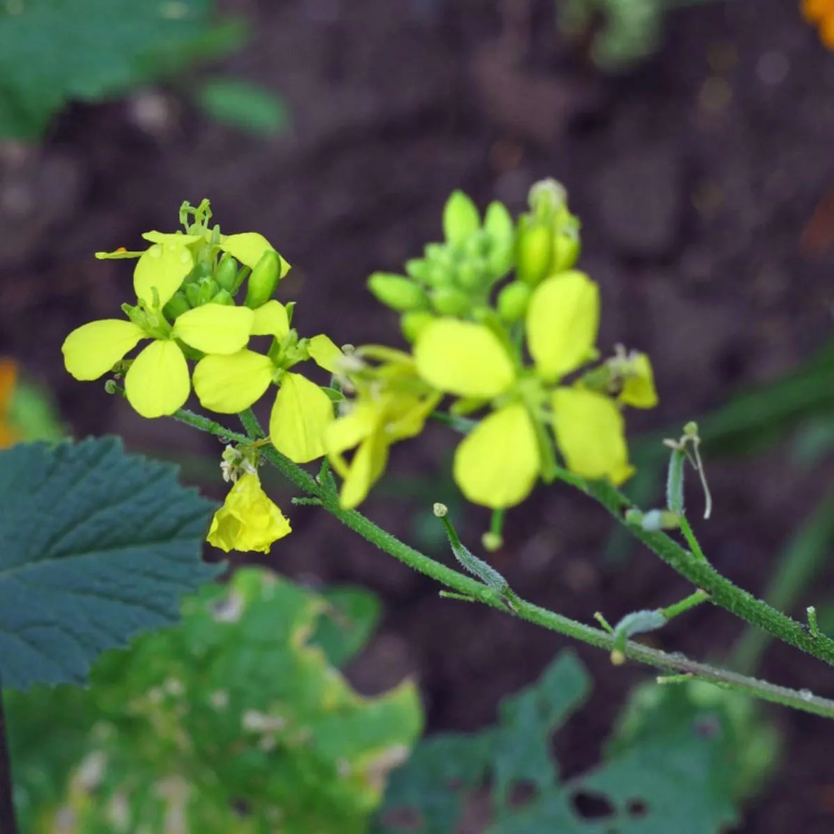 Insektenfreundliche Bio -Blüh-Mischung (10 g passend für ca. 5 m² Fläche)