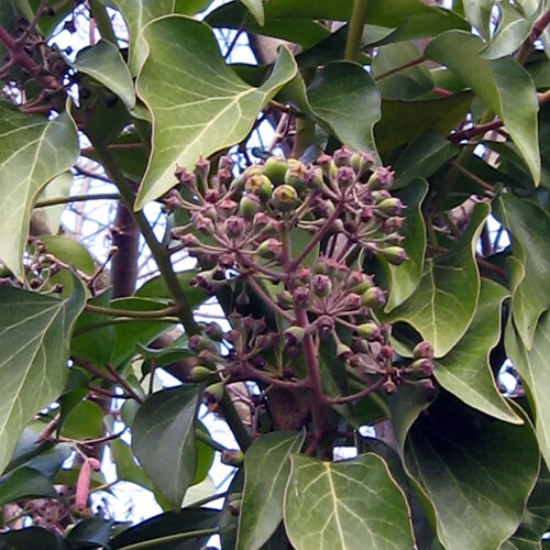 Efeu (Hedera helix) mit kugeligen Blüten- und Fruchtständen