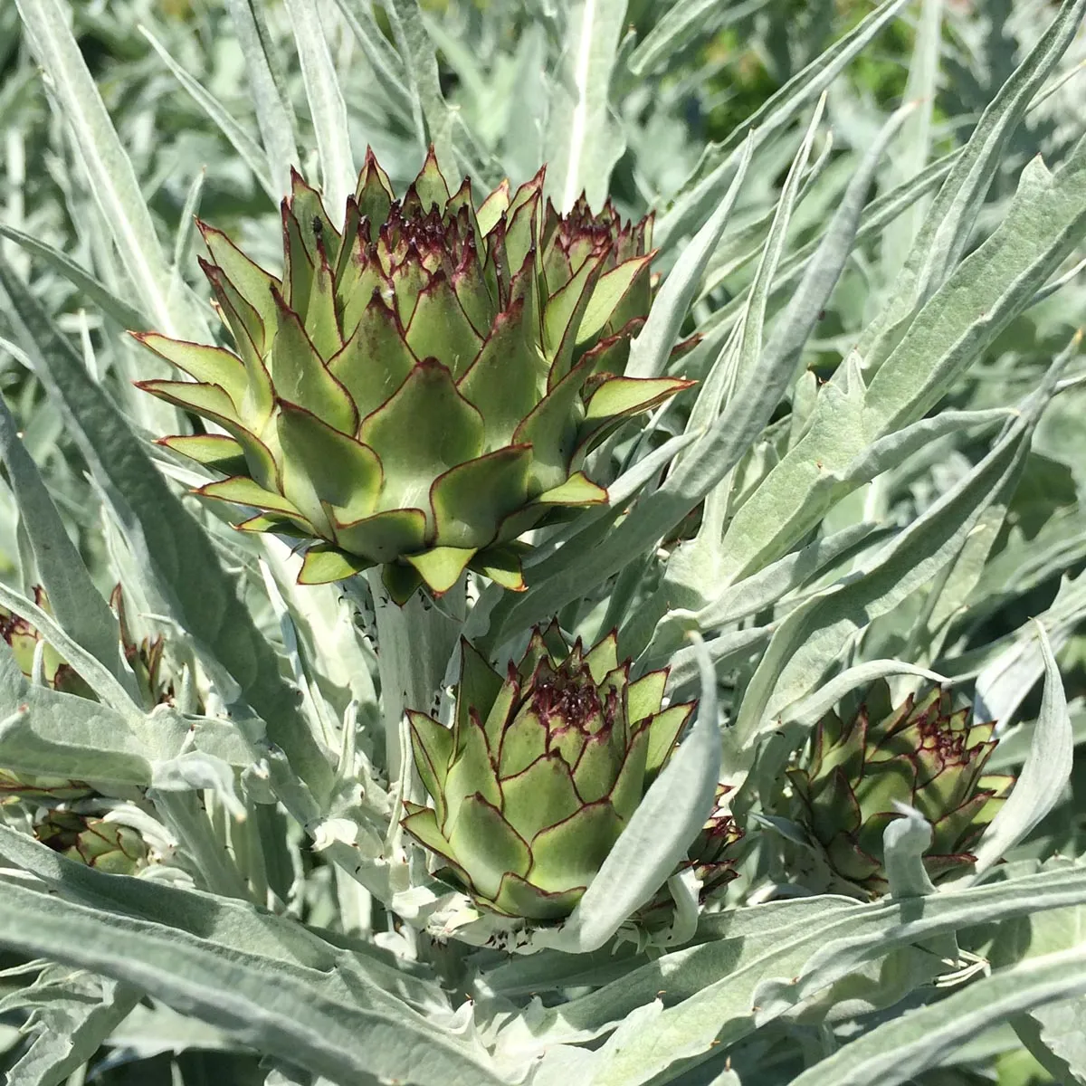 Artischocke 'Imperial Star' (Cynara scolymus) Bio Saatgut