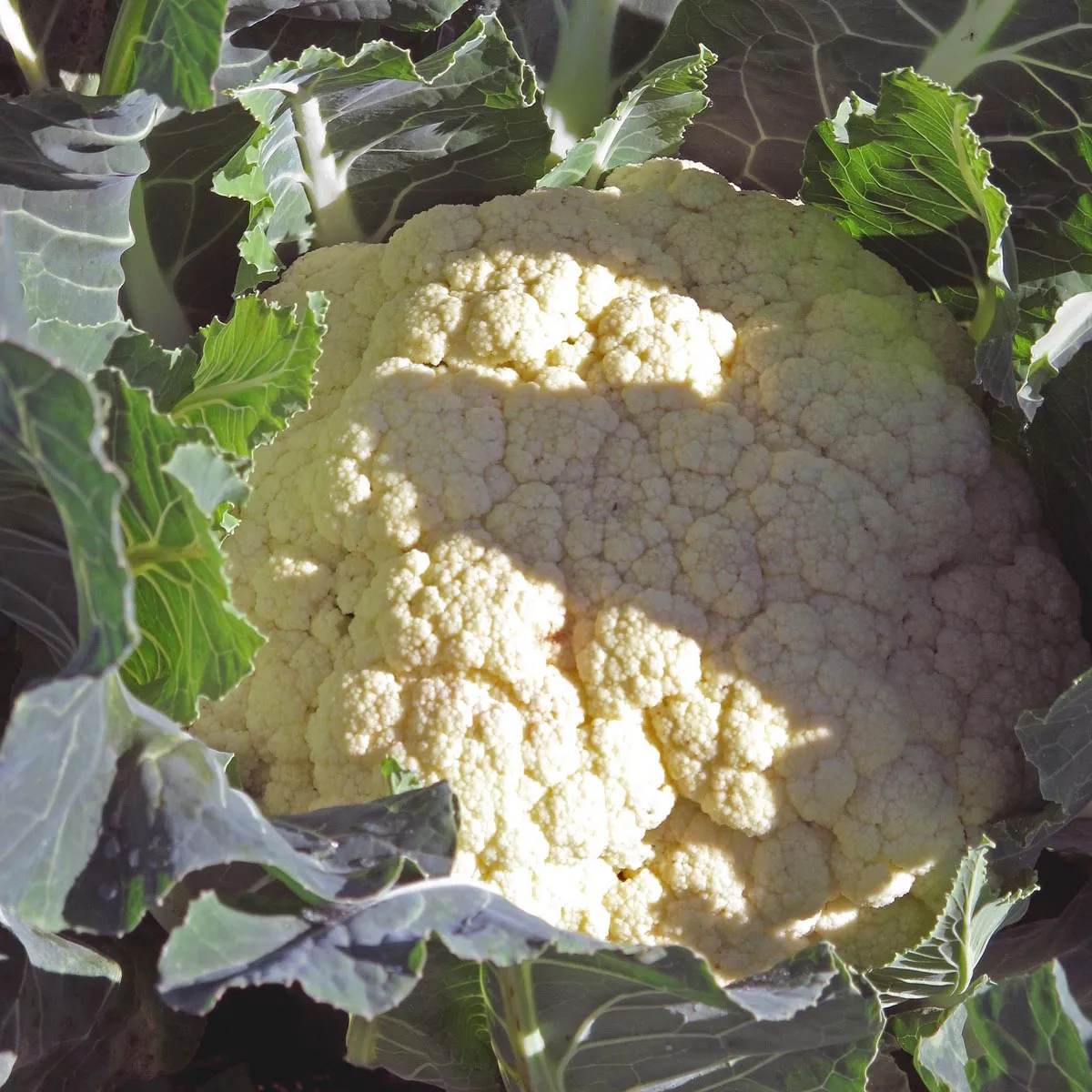 Blumenkohl 'Neckarperle' (Brassica oleracea var. botrytis) Samen