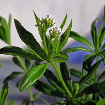Waldmeister (Galium odoratum) mit kleinen weißen Blüten und quirlständigen Blättern