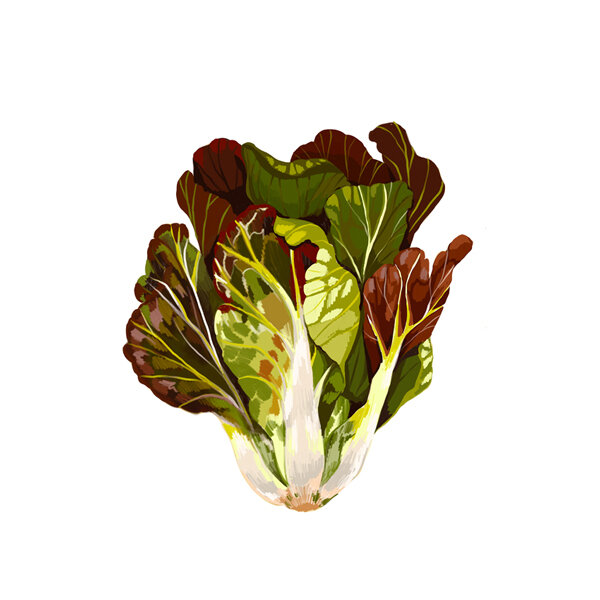 Illustration: Romanasalat mit grünen und rotbraunen Blättern