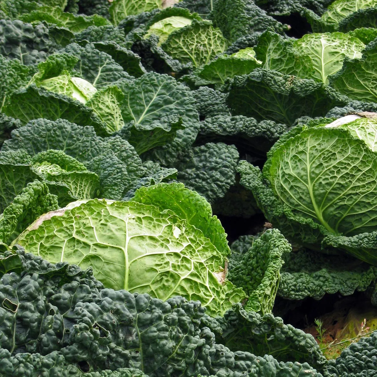 Wirsing 'Bonner Advent' (Brassica oleracea convar. capitata var. sabauda L.) Samen