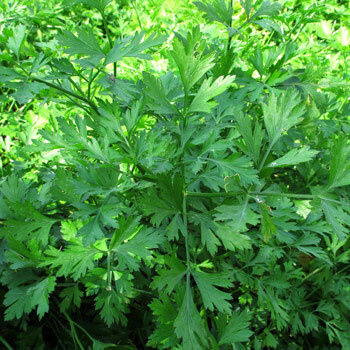 Kräftige Pflanze Italienische Glatte Petersilie 'Italian Giant' (Petroselinum crispum)