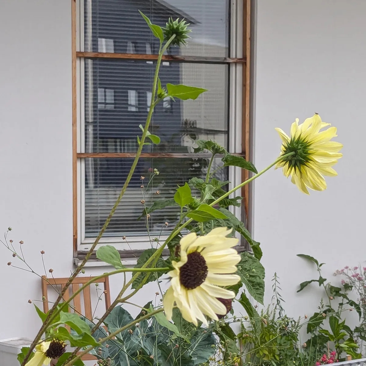 Blassgelbe Sonnenblume 'Vanilla Ice' (Helianthus debilis) Samen