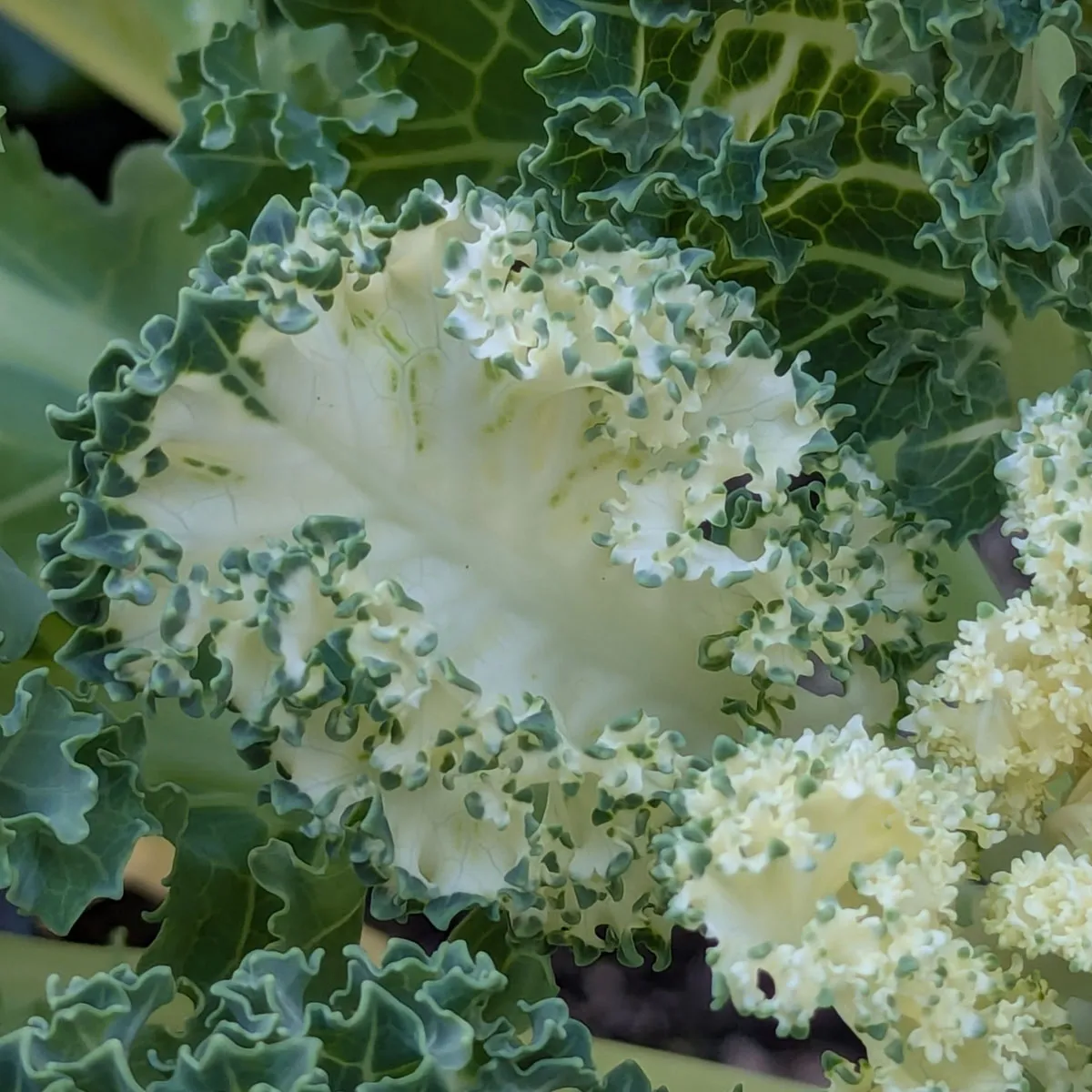 Federkohl 'Emerald Ice' (Brassica oleracea convar. acephala var. sabellica) Samen