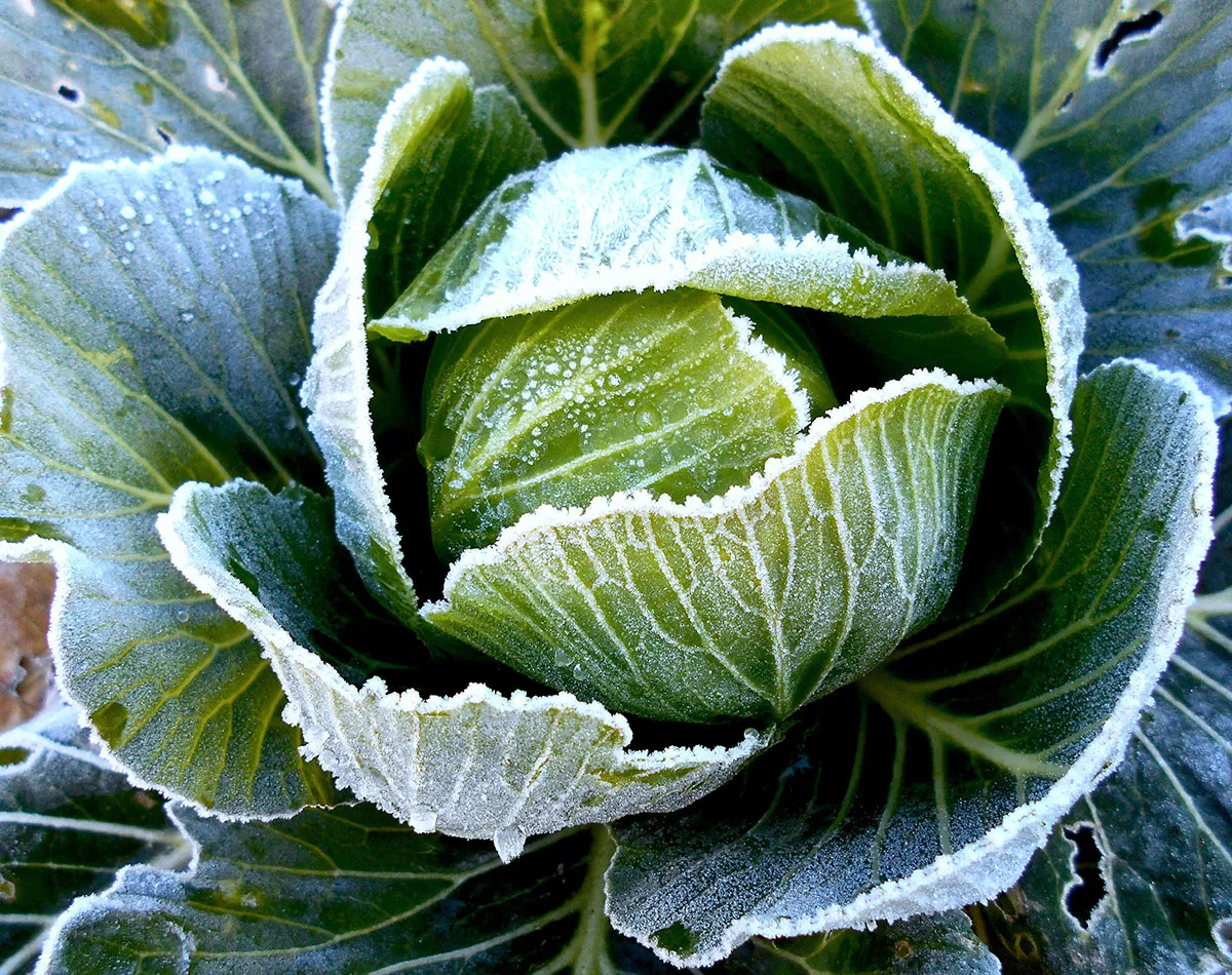 Wintergemüse