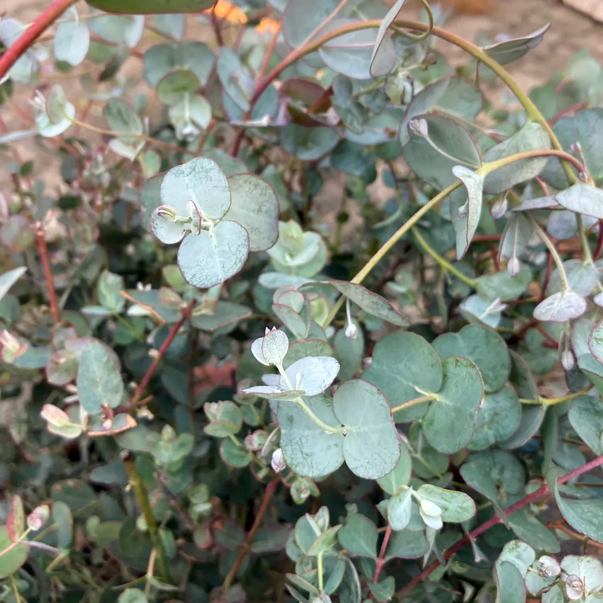 Mostgummi-Eucalyptus (Eucalyptus gunnii) Samen