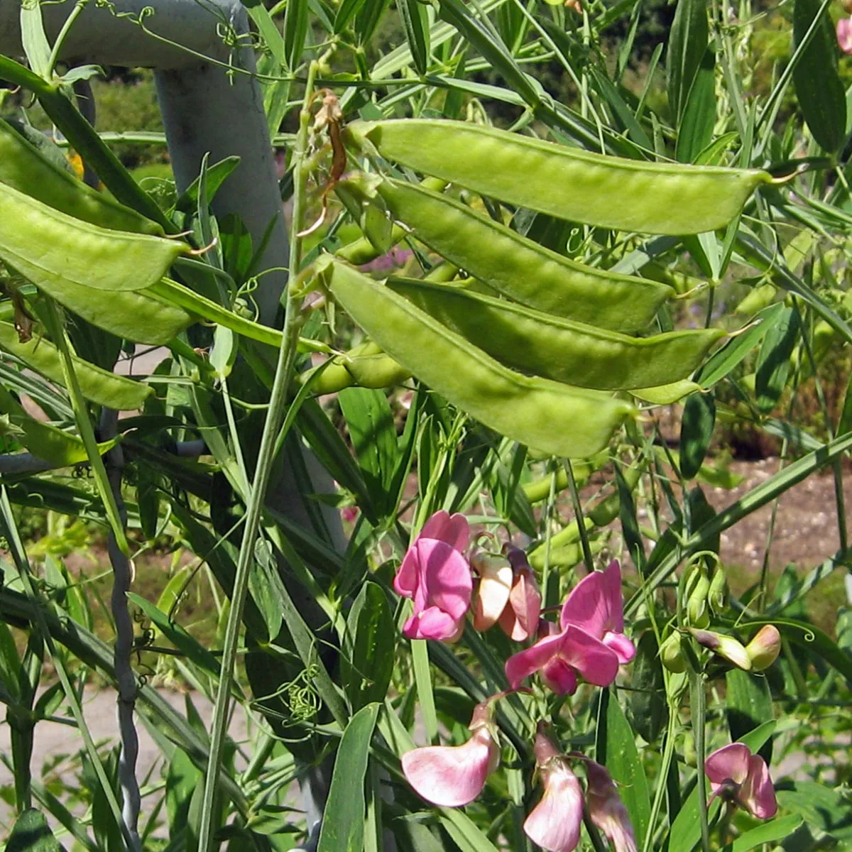 Duftwicke 'Spencer Mix' (Lathyrus odoratus) Bio Saatgut