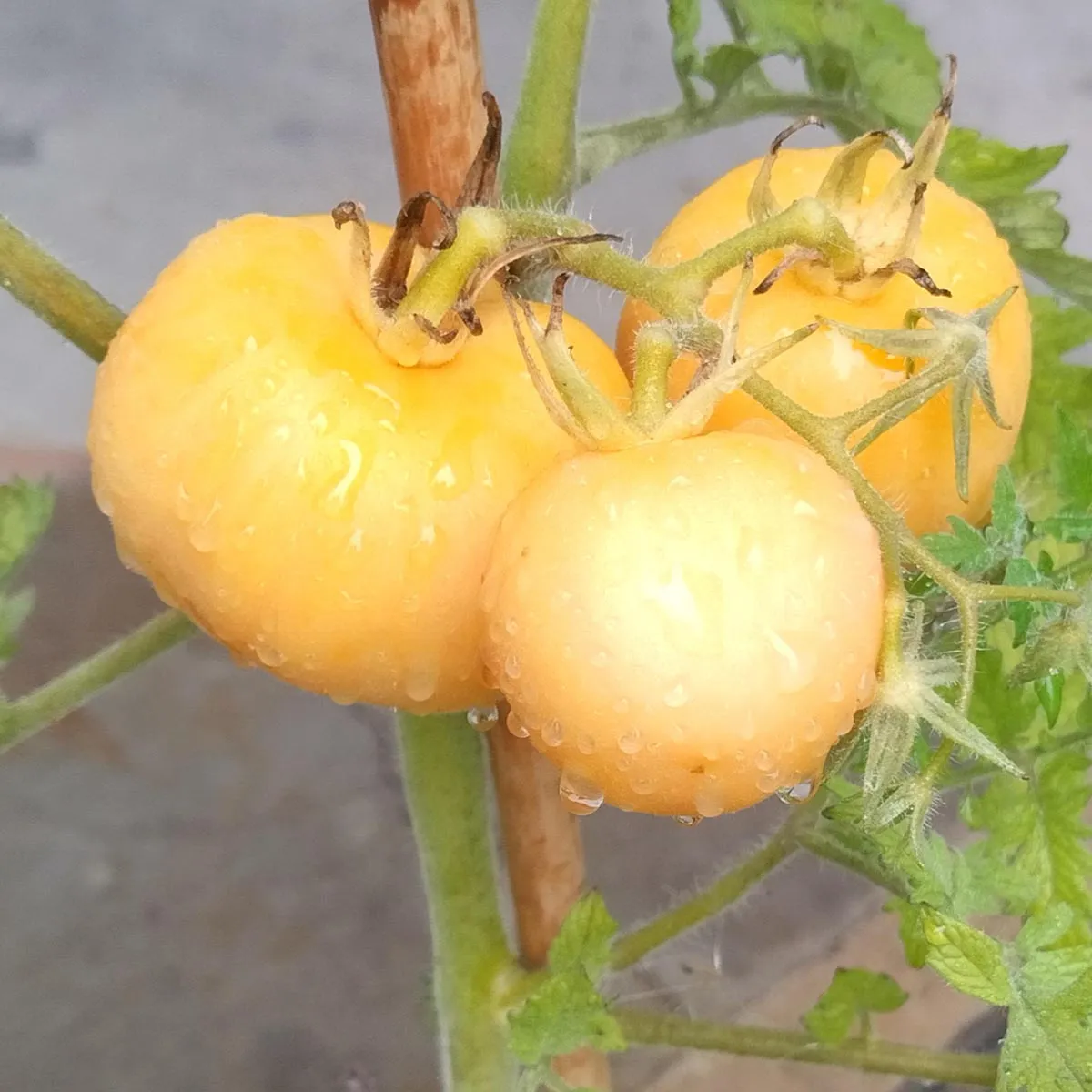 Pfirsich-Tomate 'Pêche Jaune' (Solanum lycopersicum) Bio Saatgut