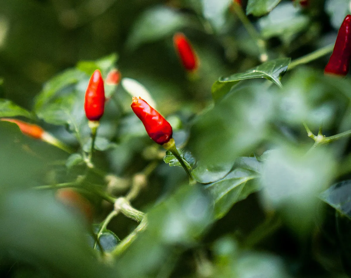 Chili Aussaat