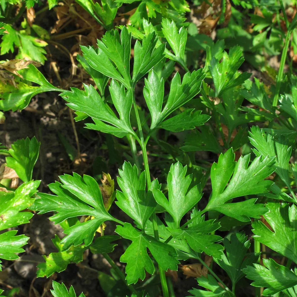Italienische Glatte Petersilie 'Italian Giant' (Petroselinum crispum var. neapolitanum) Samen