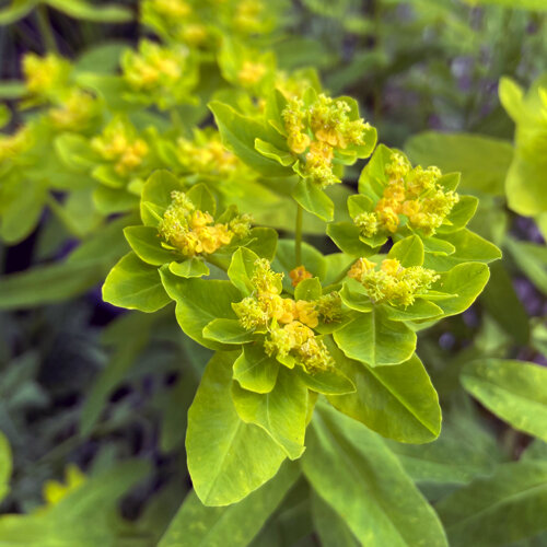 Gold-Wolfsmilch mit gelbgrünen Hochblättern und kleinen gelben Blüten