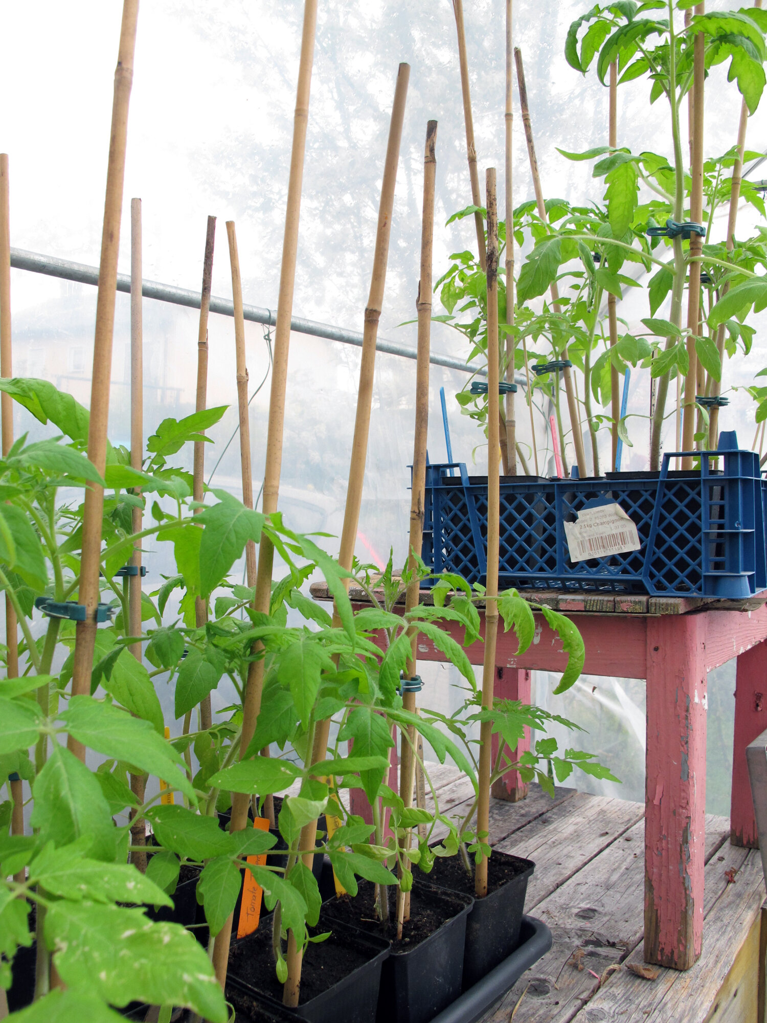 Tomaten-Jungpflanzen in Töpfen, an Bambusstäben festgebunden, im Folientunnel