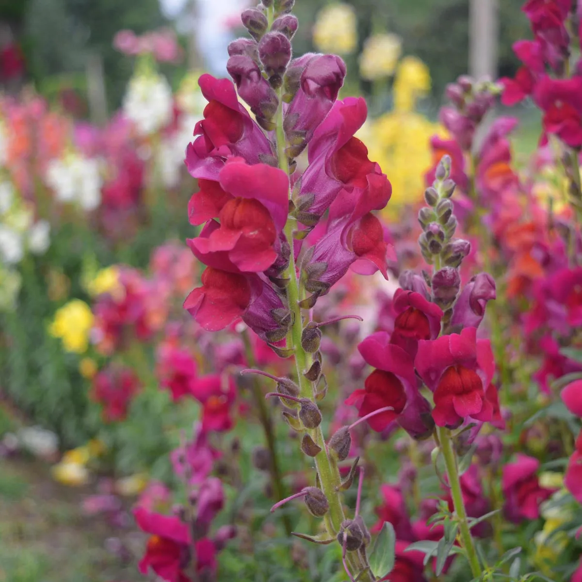 Löwenmäulchen Mischung (Antirrhinum majus) Samen
