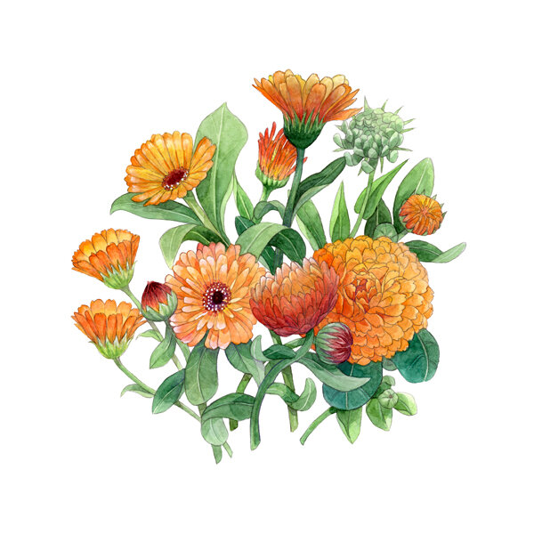 Illustration: orange Ringelblumen mit Blüten und Knospen