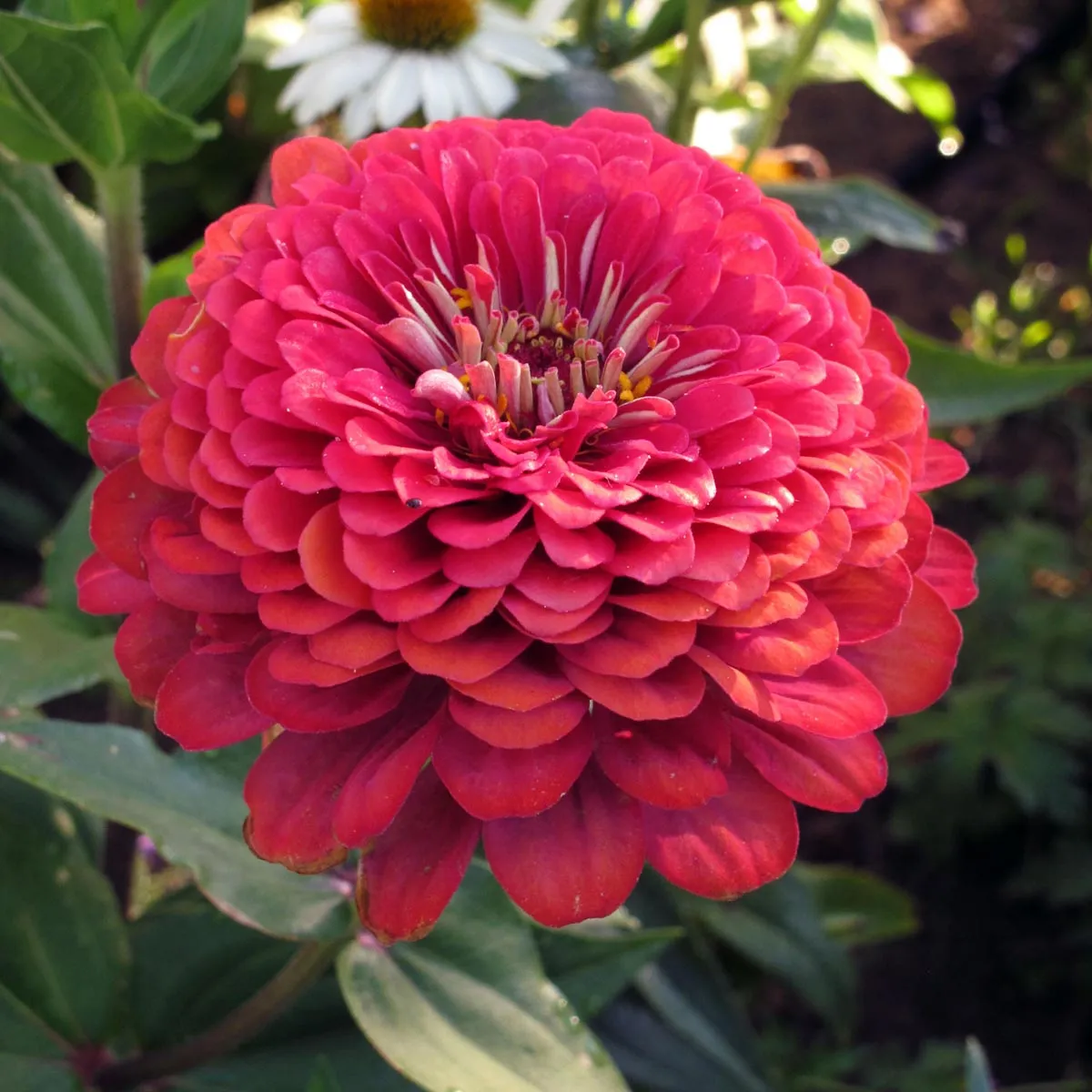 Zinnie 'Lilliput Mix' (Zinnia elegans) Samen