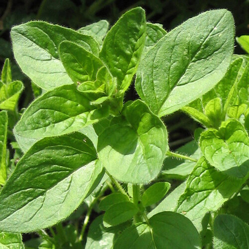 Oregano mit weich behaarten grünen Blättern