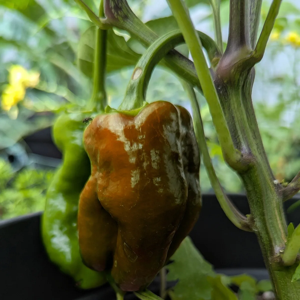 Paprika 'Sweet Chocolate' (Capsicum annuum) Samen