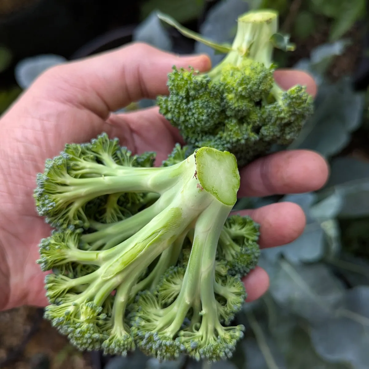 Brokkoli 'Limba' (Brassica oleracea var. italica) Bio-Saatgut
