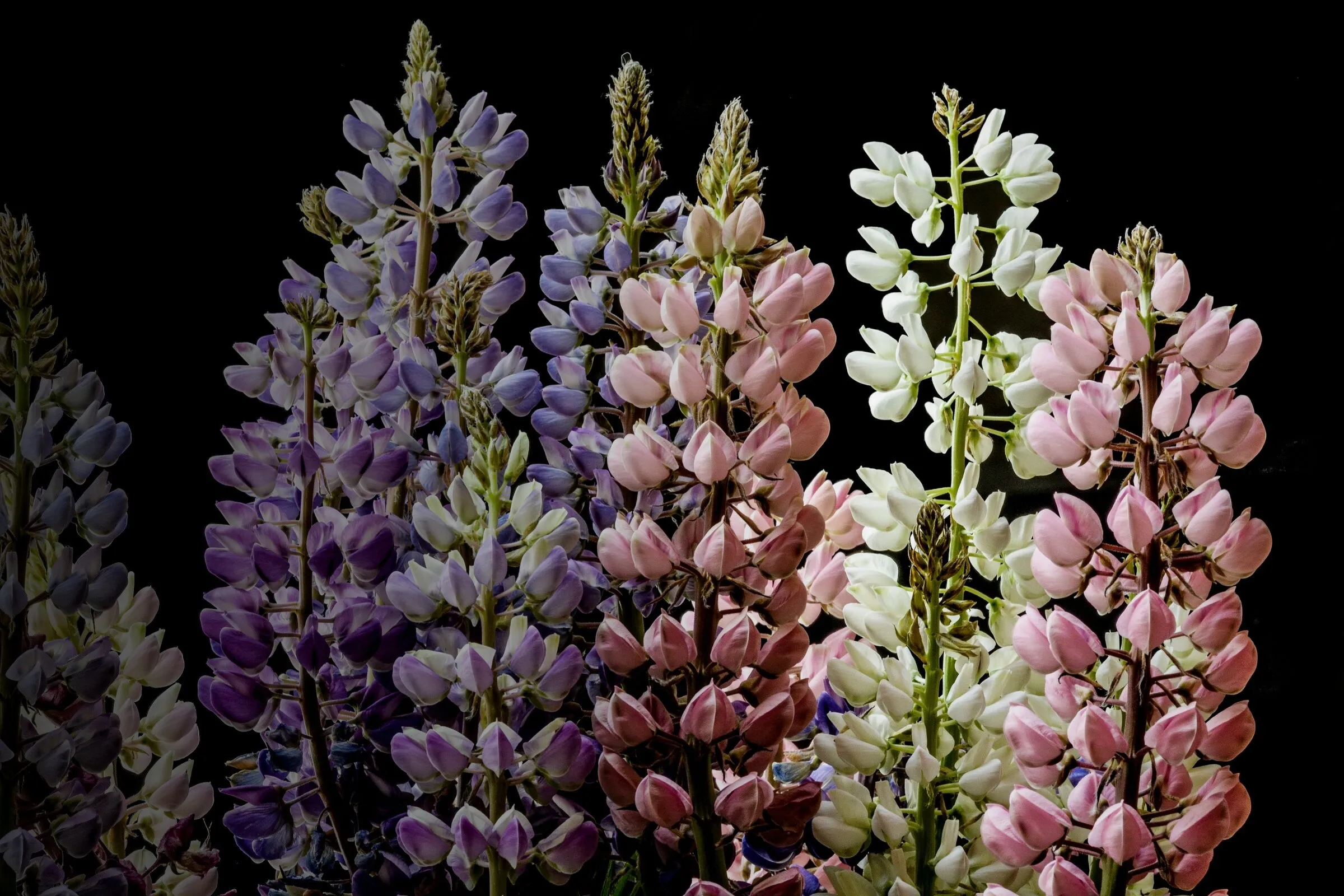 Lupinenblüten in Violett, Rosa und Creme