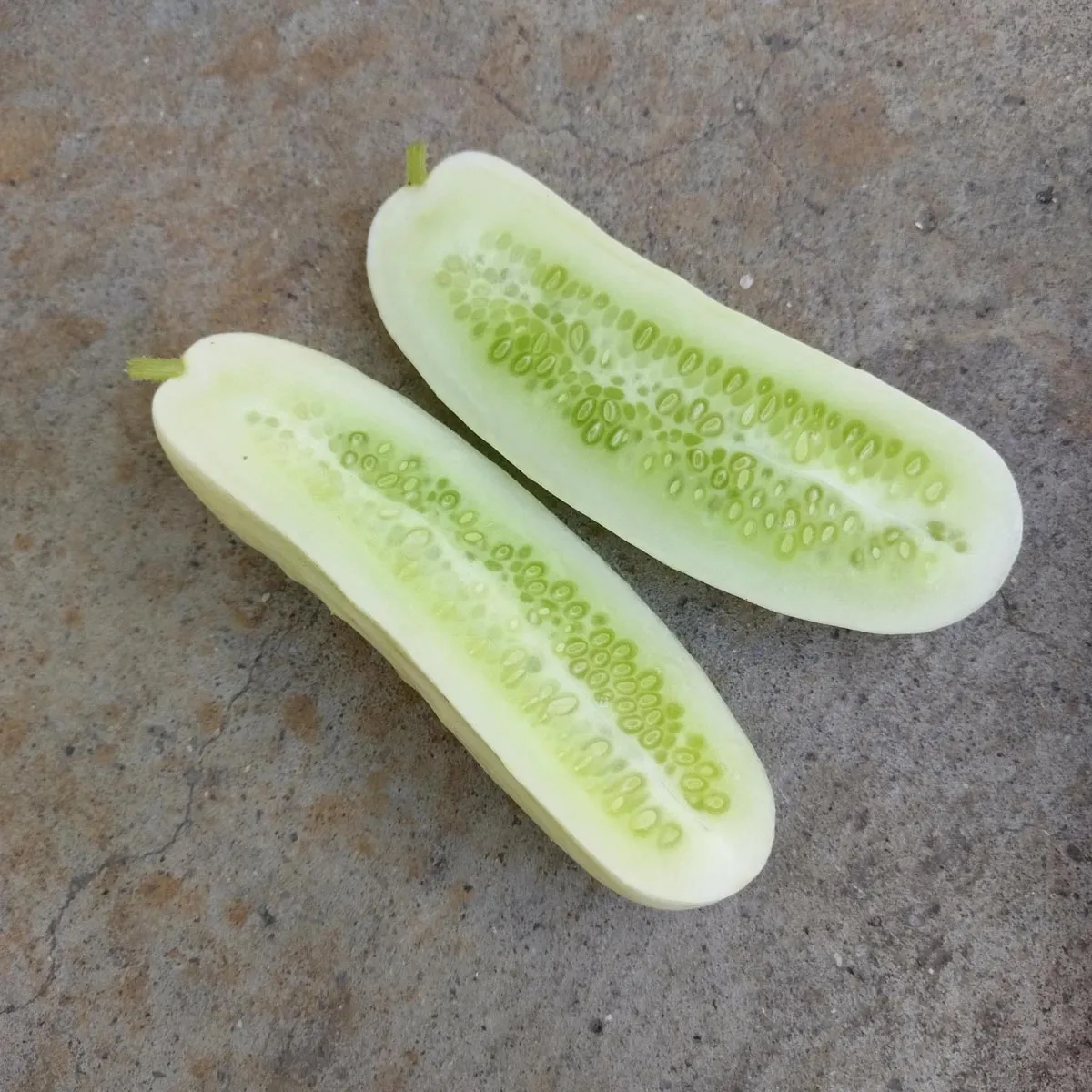 Weisse Gurke 'White Wonder' (Cucumis sativus) Samen