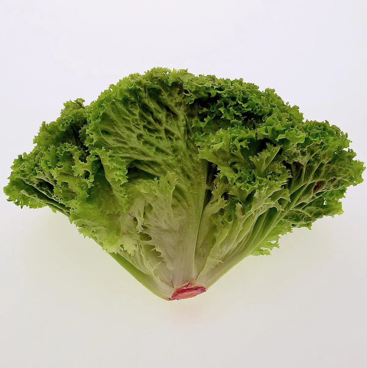 Schnittsalat 'Lollo Bionda' (Lactuca sativa var. crispa) Samen