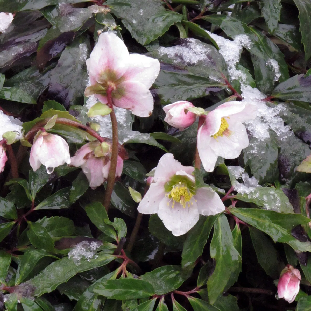 Christrose (Helleborus niger) Samen