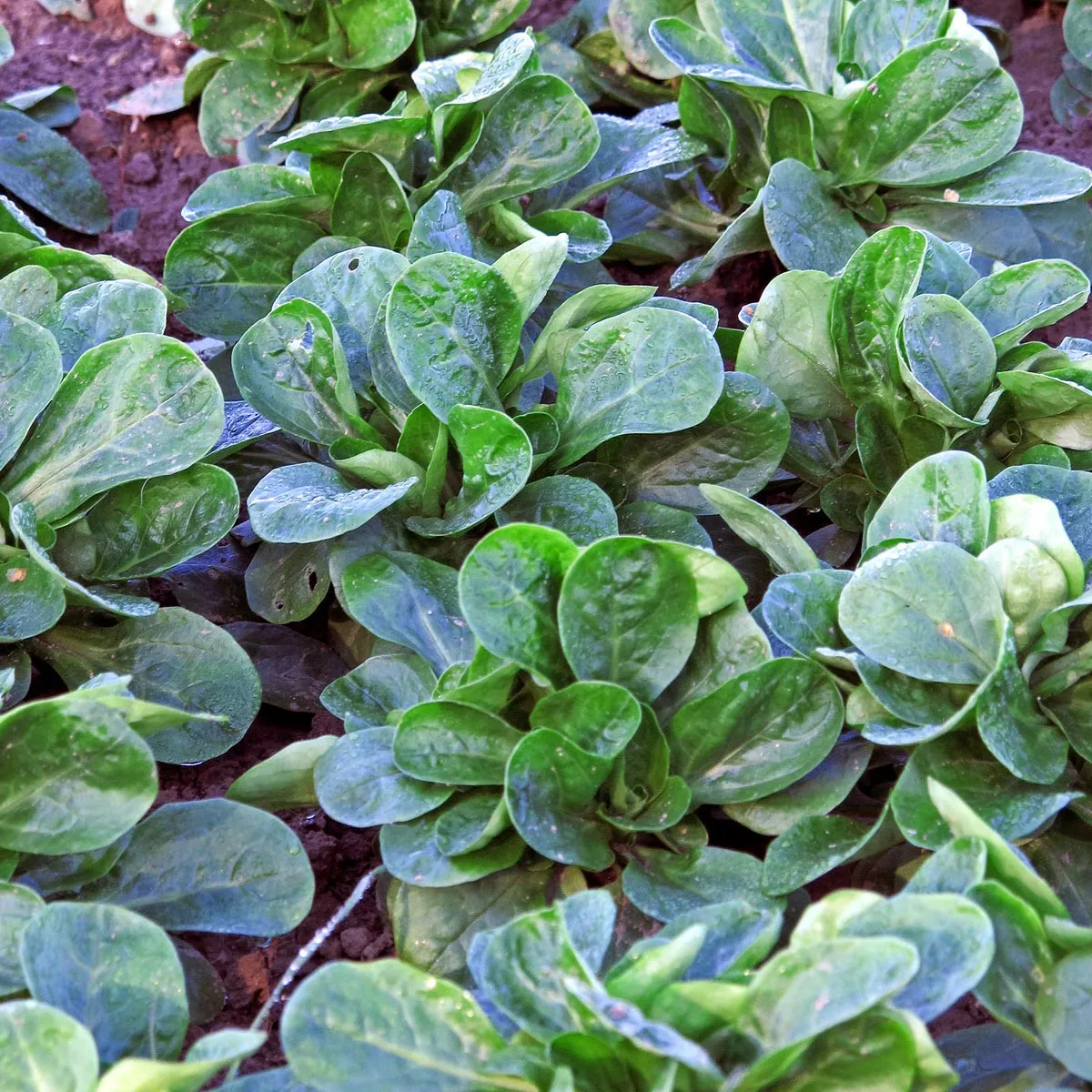 Feldsalat/ Rapunzelsalat 'Dunkelgrüner Vollherziger' (Valerianella locusta) Samen