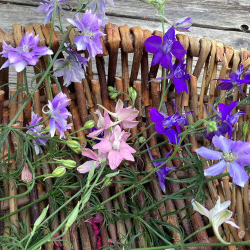 Feldrittersporn mit violetten, lila und rosa Blüten auf einem Weidenkorb