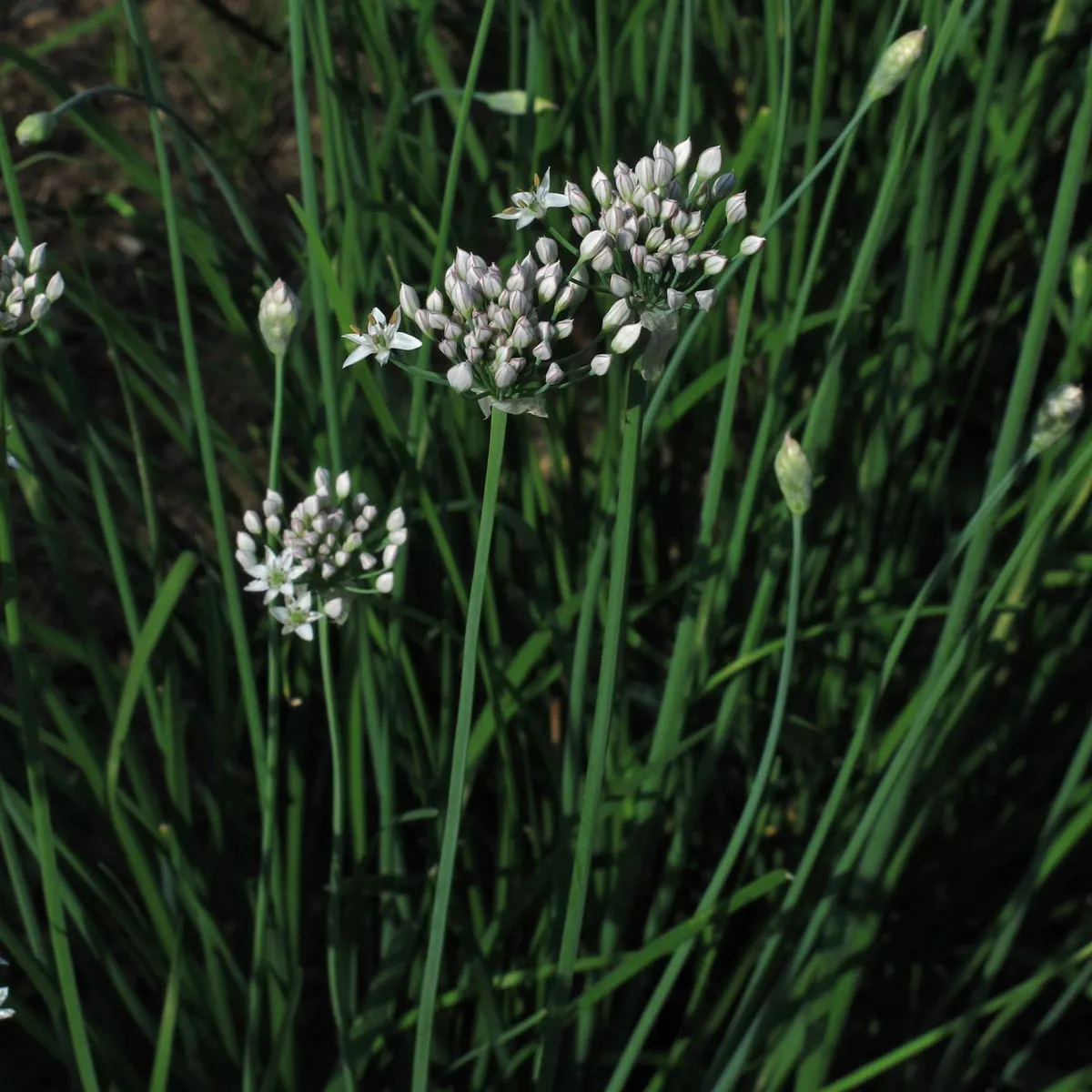 Schnittknoblauch (Allium tuberosum) Bio-Saatgut