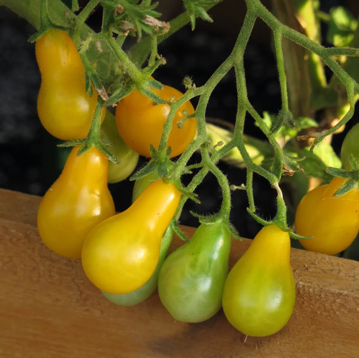 Gelbe Cocktailtomate 'Yellow Pear' (Solanum lycopersicum) Samen