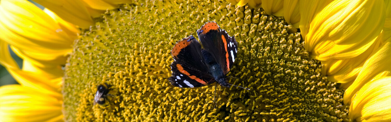 Ausschnitt einer Sonnenblumenblüte mit Schmetterling und Biene