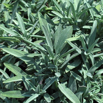 Echter Salbei (Salvia officinalis) mit graugrünen, samtigen Blättern