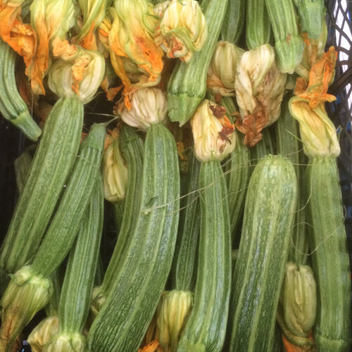 Frisch geerntete, hellgrün gestreifte Zucchini mit Blüten