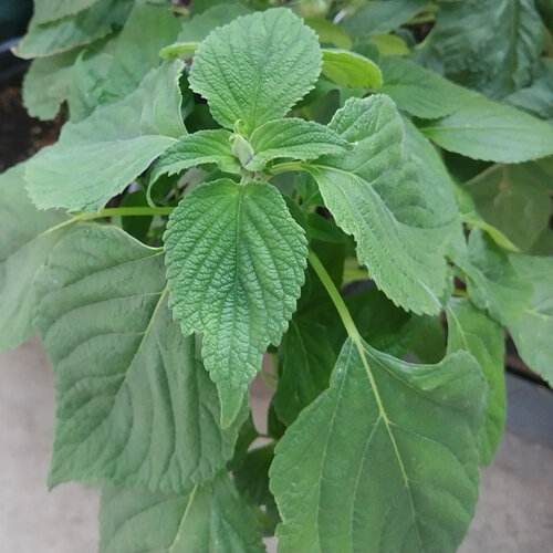 Junge Pflanze der Mexikanischen Chia (Salvia hispanica) mit gezähnten Blättern