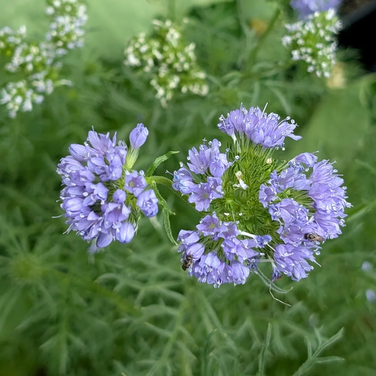 Kopfige Gilie / Blaues Sperrkraut (Gilia capitata) Samen