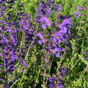 Wilder Salbei (Salvia pratensis) Samen