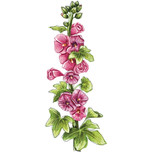Stockrosen