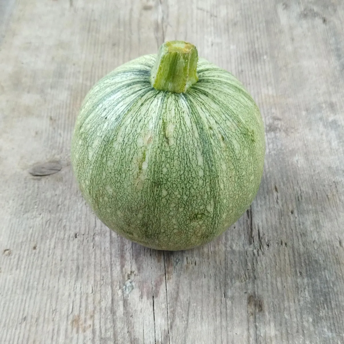 Rondini Kürbis 'Tondo di Nizza' (Cucurbita pepo) Samen