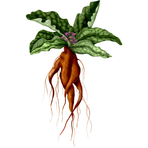 Alraunen