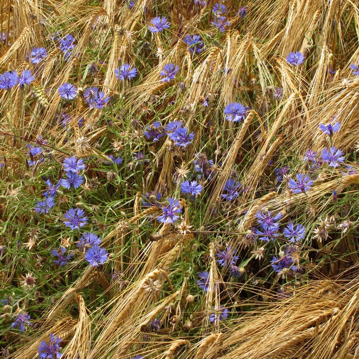 Wilde Kornblume / Zyane (Centaurea cyanus) Samen