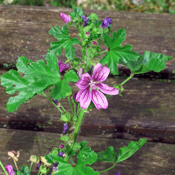 Malve mit rosa-violett gestreiften Blüten vor einer Holzbank