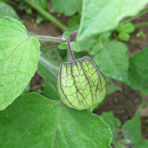Physalis mit grüner, geäderter Fruchthülle an der Pflanze