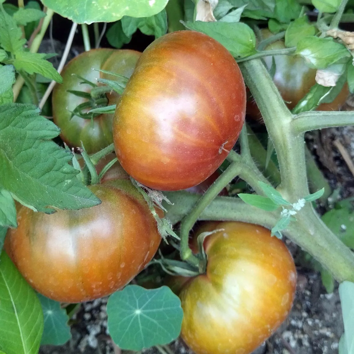 Tomate 'Tschernij Prinz' (Solanum lycopersicum) Bio Saatgut