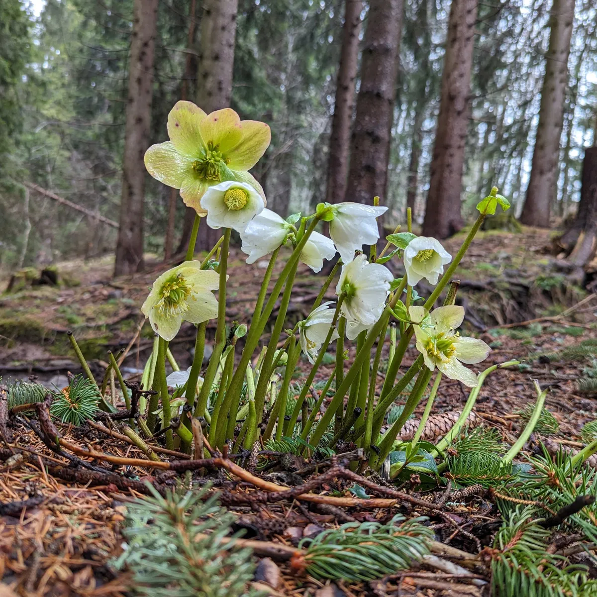 Christrose (Helleborus niger) Samen
