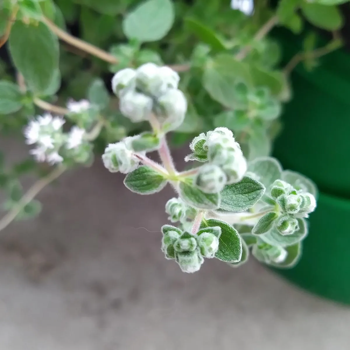 Syrischer Oregano 'Zatar' (Origanum syriacum) Bio Saatgut