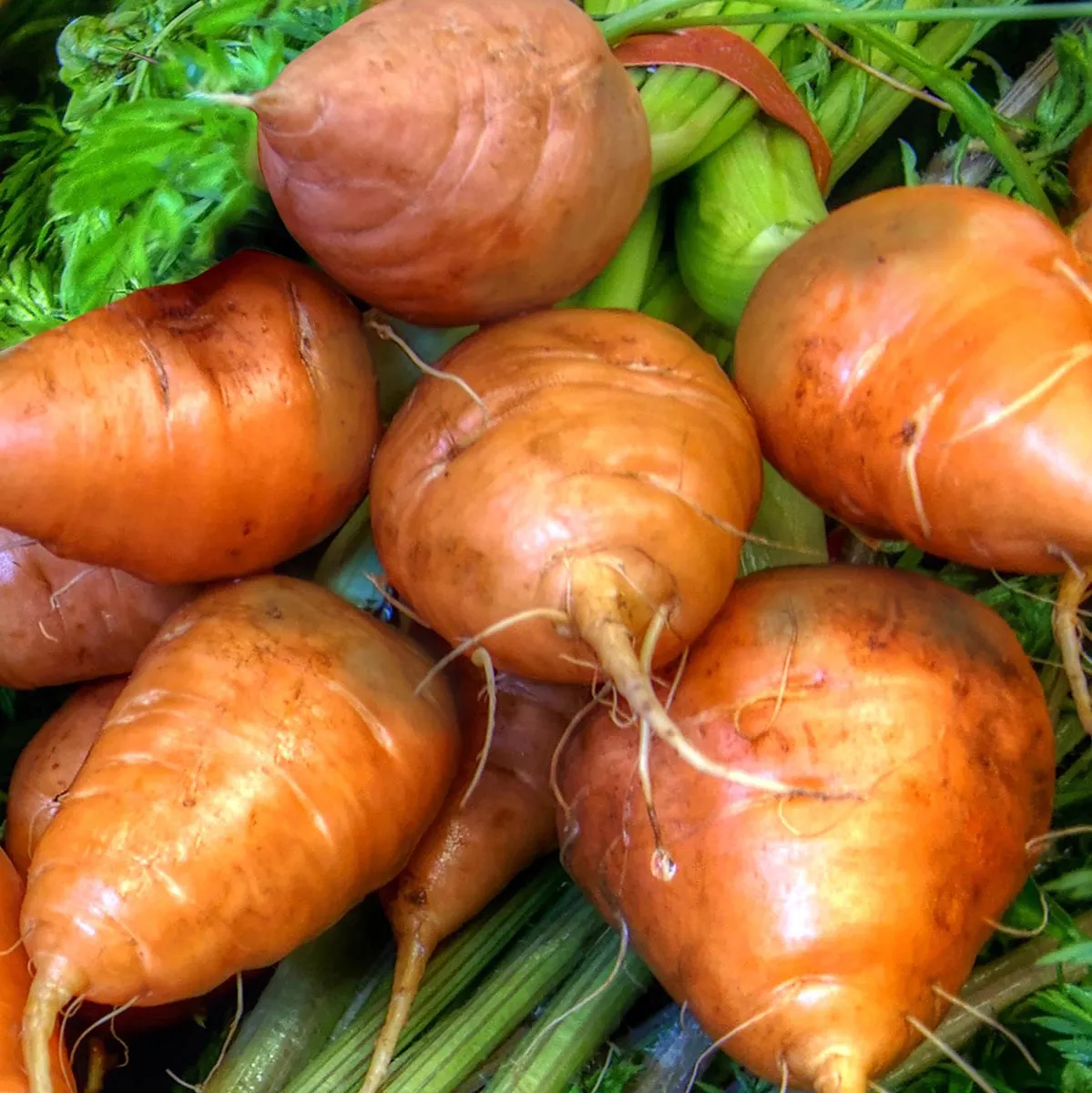 Bunter Karotten-Mix (Daucus carota) Bio-Saatgut
